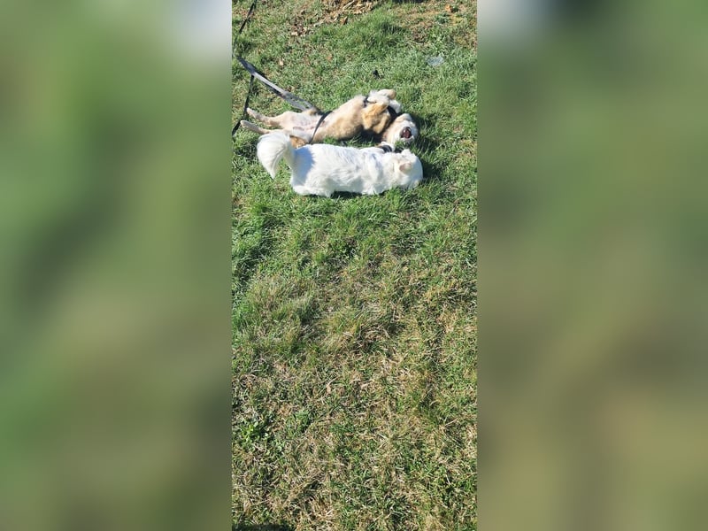 Verschmuster Teddy(38 cm,3Jahre, 10 kg) sucht liebevolles Heim