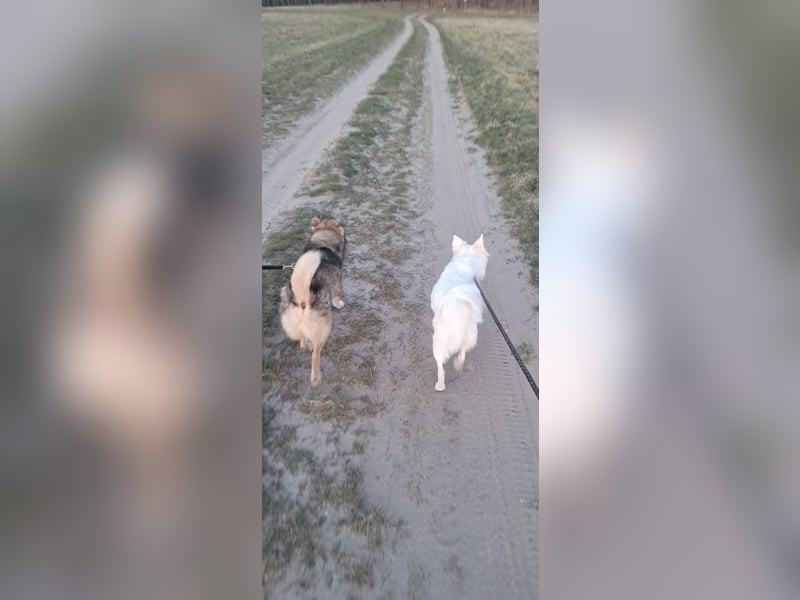 Verschmuster Teddy(38 cm,3Jahre, 10 kg) sucht liebevolles Heim