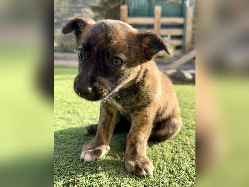 Nala