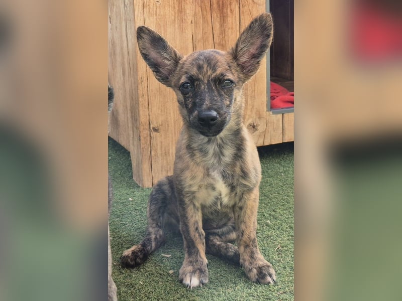 Nala