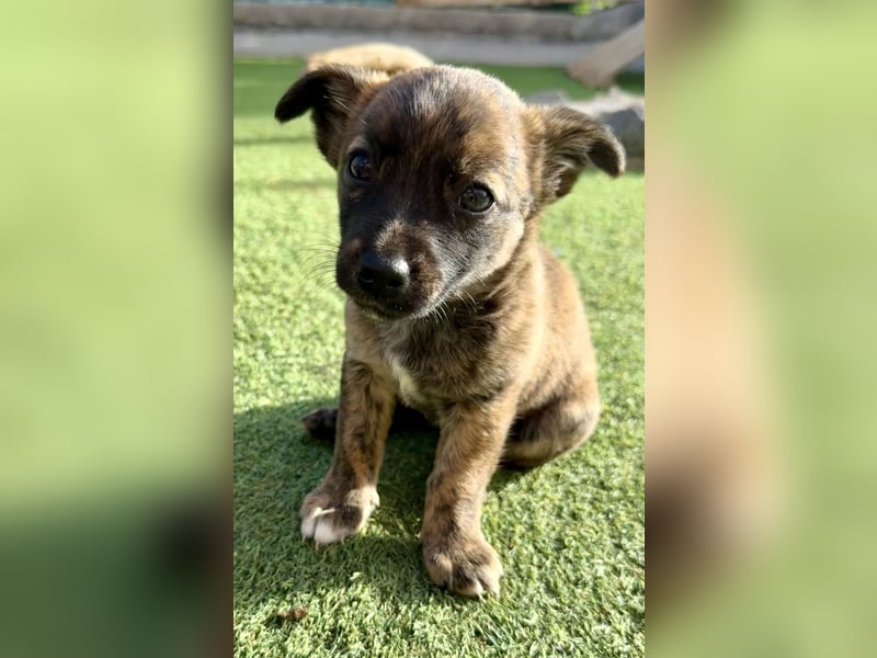 Nala