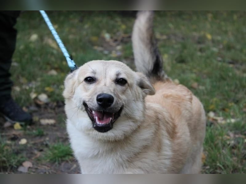 Hütehund-Mix, weiblich, geb. ca. 07.03.2025, blond-beige , ist ein junger Rohdiamant