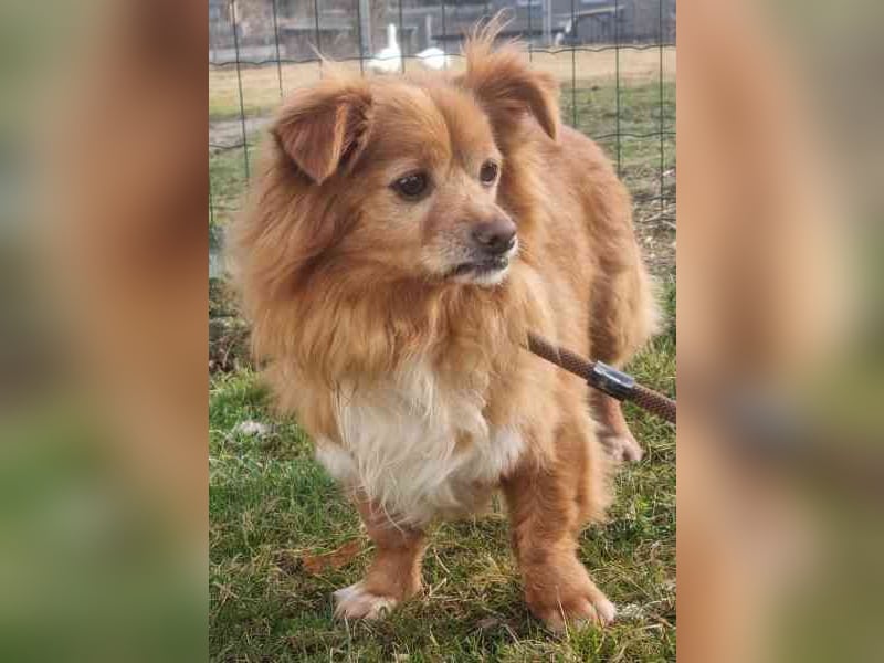 Yuki, kleiner Mischling, geb. 2013, noch sehr schüchtern