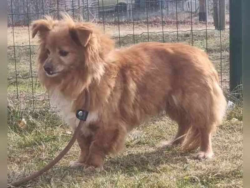 Yuki, kleiner Mischling, geb. 2013, noch sehr schüchtern