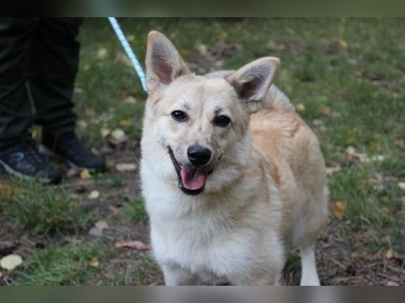 Hütehund-Mix, weiblich, geb. ca. 07.03.2025, blond-beige , ist ein junger Rohdiamant