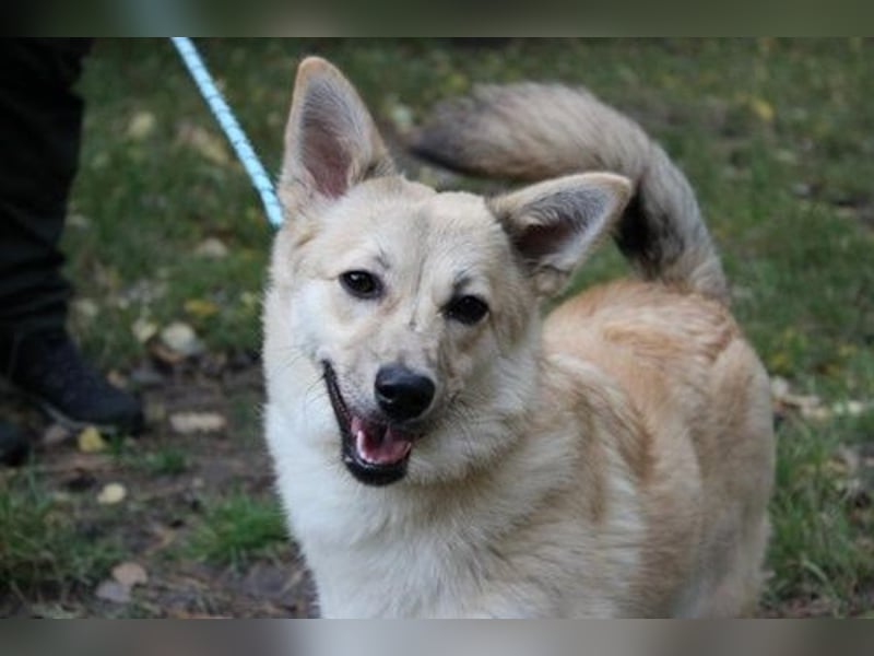 Hütehund-Mix, weiblich, geb. ca. 07.03.2025, blond-beige , ist ein junger Rohdiamant