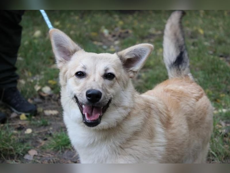 Hütehund-Mix, weiblich, geb. ca. 07.03.2025, blond-beige , ist ein junger Rohdiamant