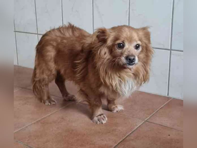 Yuki, kleiner Mischling, geb. 2013, noch sehr schüchtern