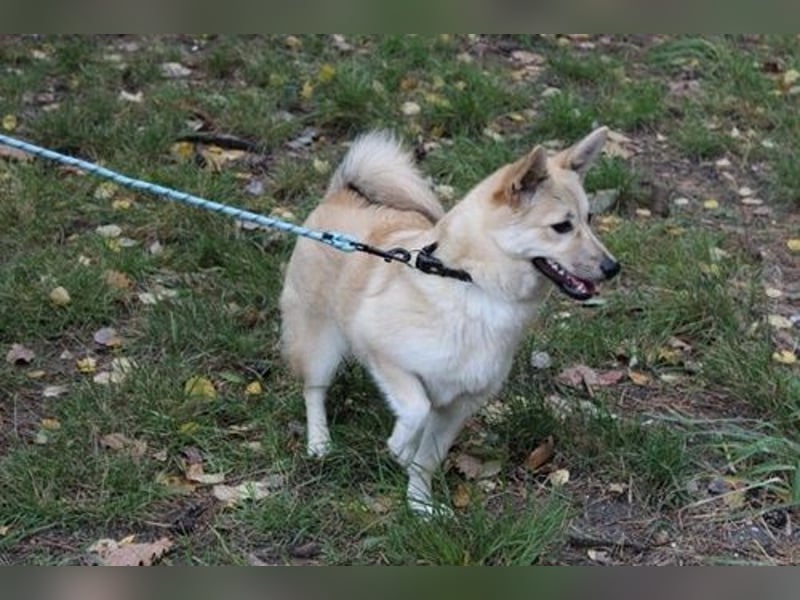 Hütehund-Mix, weiblich, geb. ca. 07.03.2025, blond-beige , ist ein junger Rohdiamant