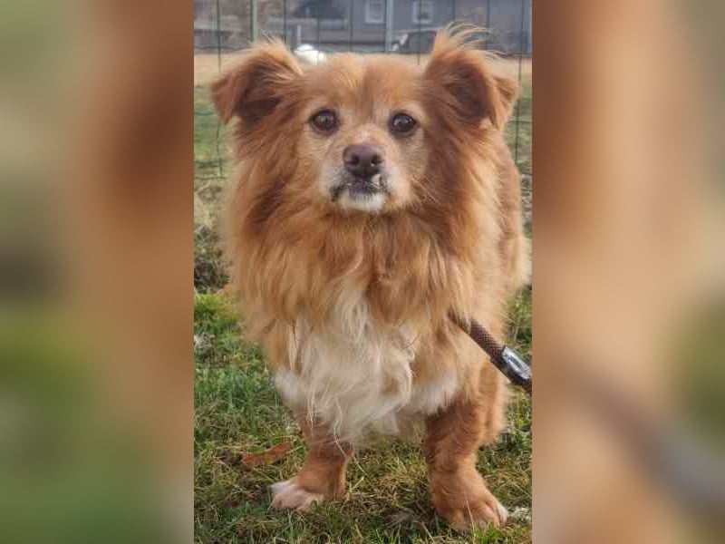 Yuki, kleiner Mischling, geb. 2013, noch sehr schüchtern