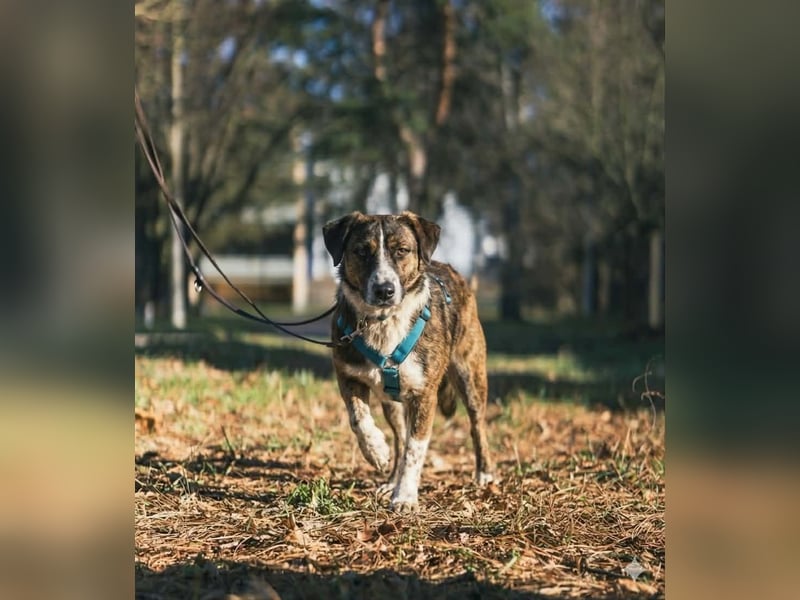  Kleines Herz sucht großes Glück: Darf Pebbles dein Seelenhund werden?