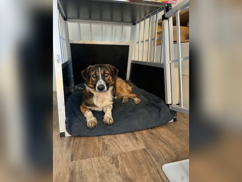  Kleines Herz sucht großes Glück: Darf Pebbles dein Seelenhund werden?