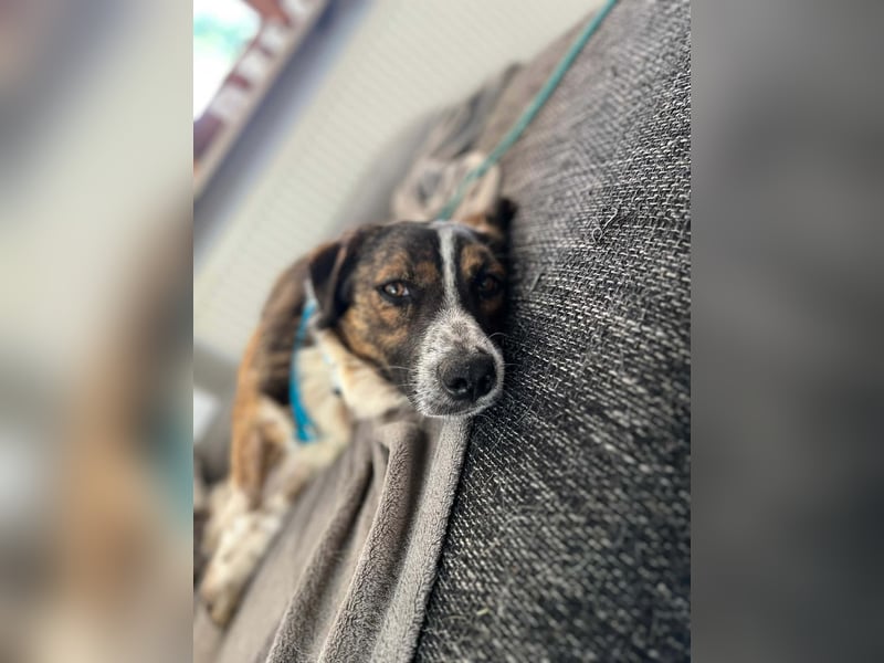  Kleines Herz sucht großes Glück: Darf Pebbles dein Seelenhund werden?