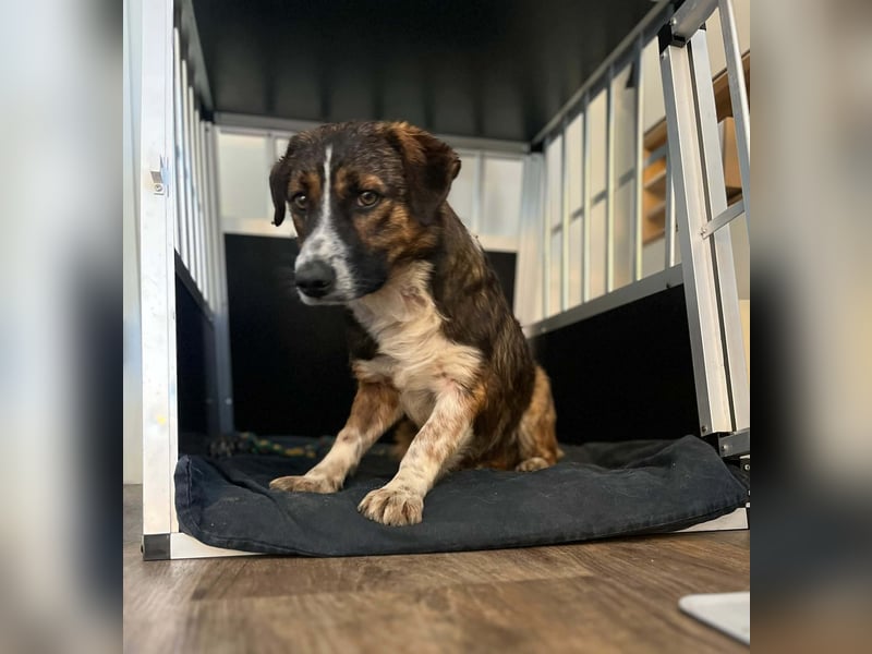  Kleines Herz sucht großes Glück: Darf Pebbles dein Seelenhund werden?