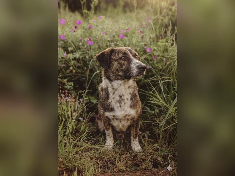  Kleines Herz sucht großes Glück: Darf Pebbles dein Seelenhund werden?