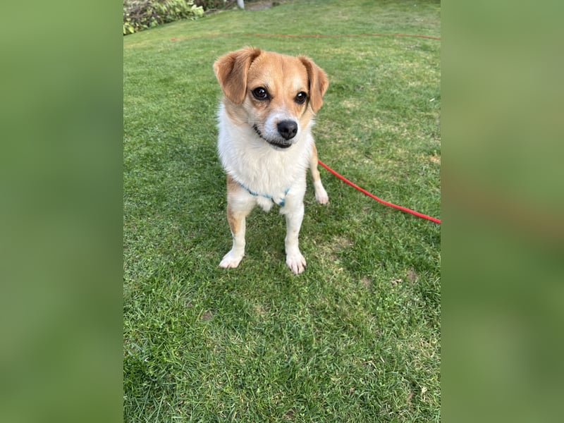 Lizzy Tierschutzhund sucht ein Zuhause