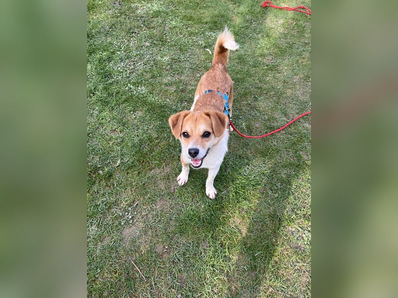 Lizzy Tierschutzhund sucht ein Zuhause