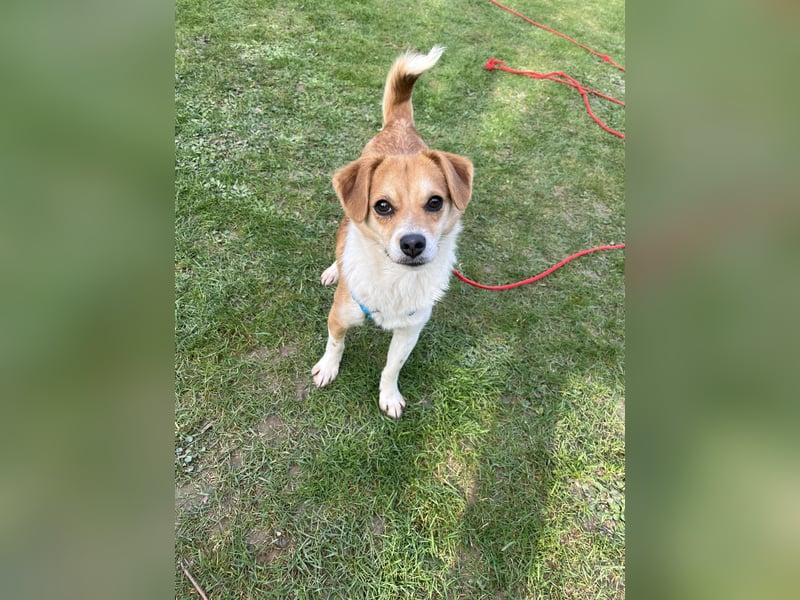 Lizzy Tierschutzhund sucht ein Zuhause