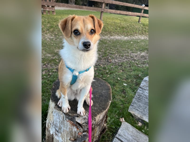 Lizzy Tierschutzhund sucht ein Zuhause