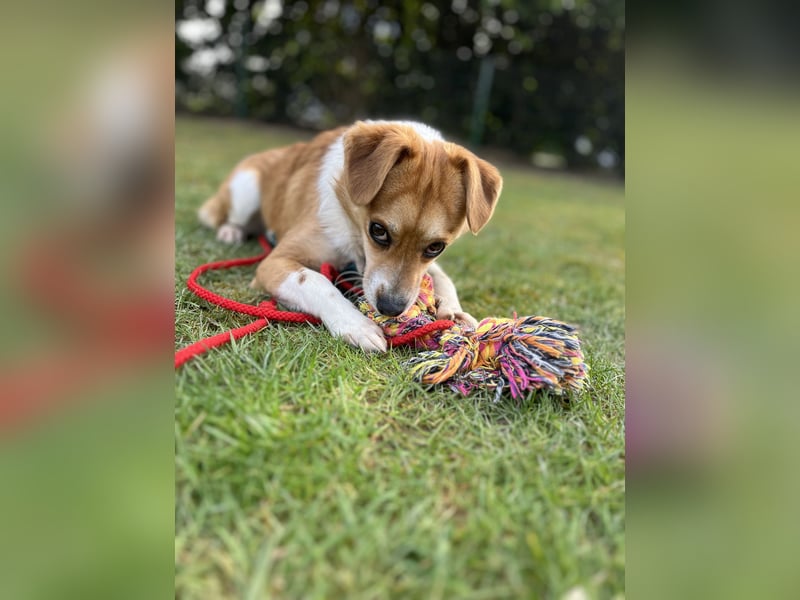 Lizzy Tierschutzhund sucht ein Zuhause