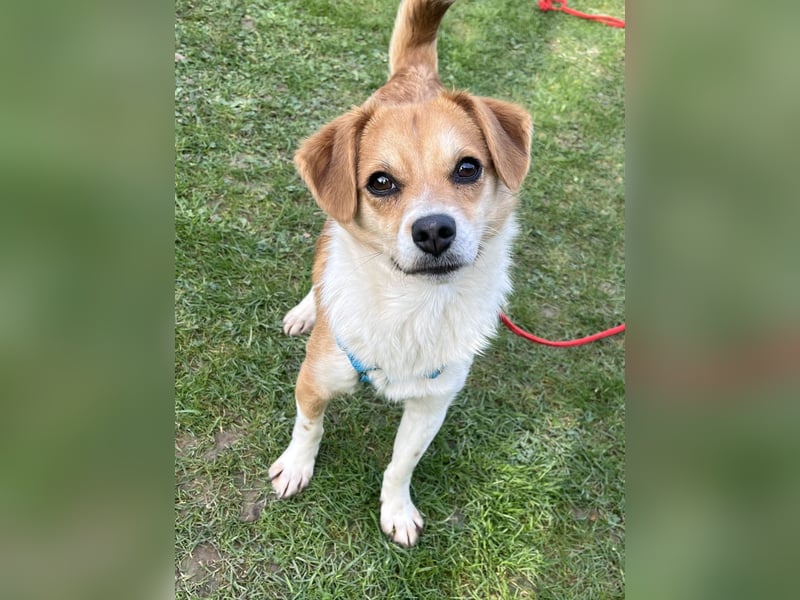 Lizzy Tierschutzhund sucht ein Zuhause