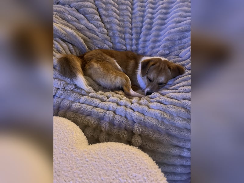 Lizzy Tierschutzhund sucht ein Zuhause