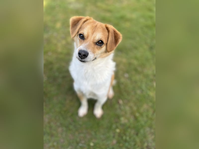 Lizzy Tierschutzhund sucht ein Zuhause