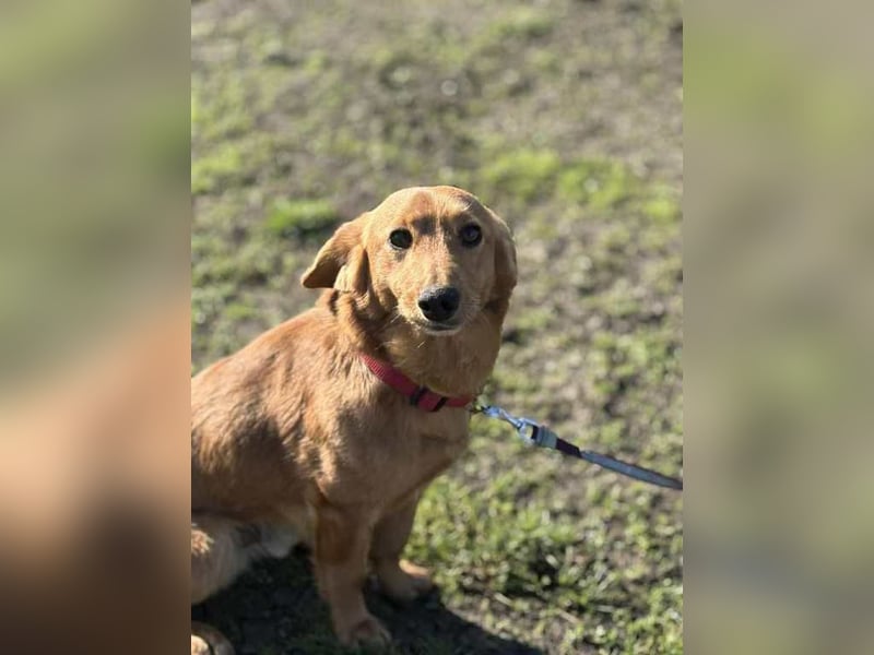 Doug, unser aktiver Dackel-Mix