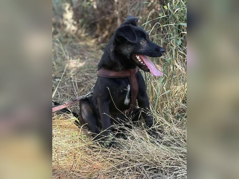 Süßer Fratz sucht liebevolle Familie