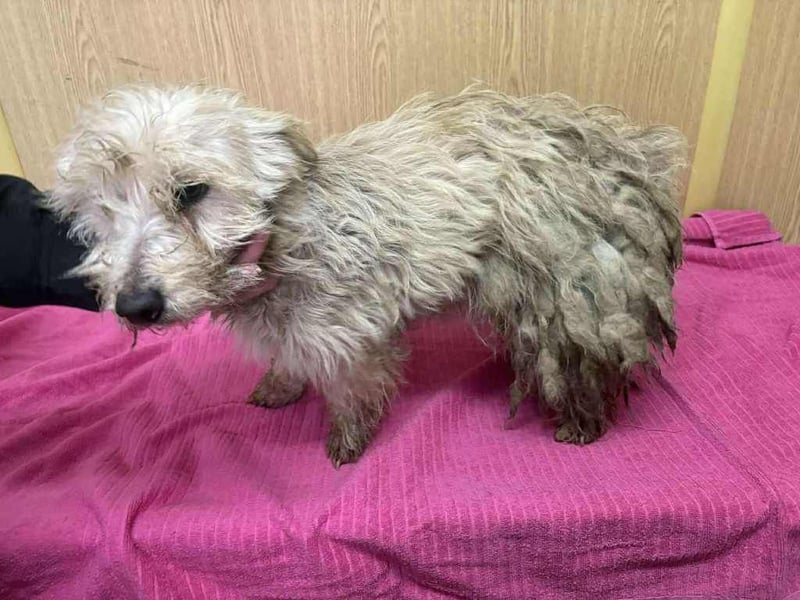 Molli, unsere kleine Prinzessin