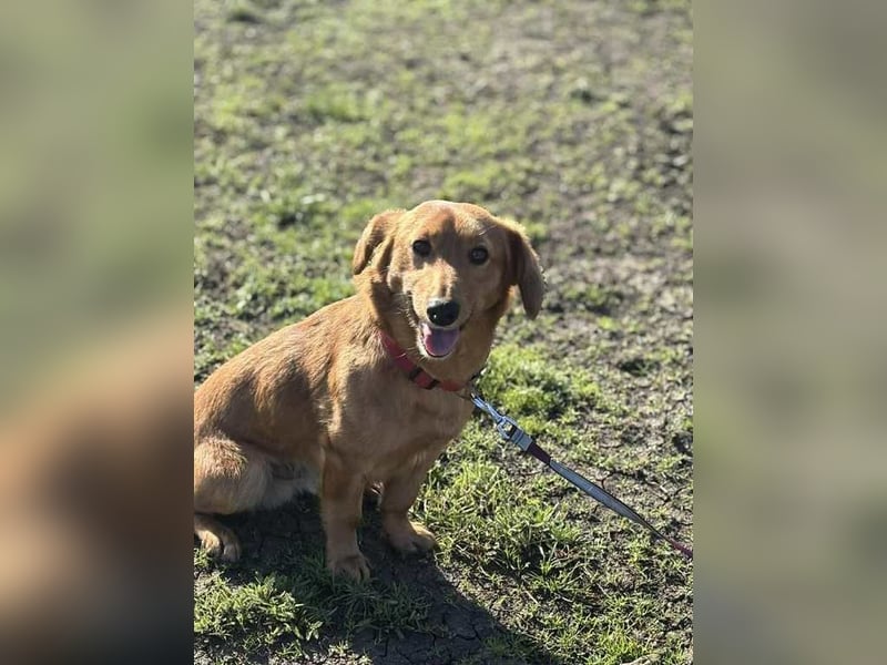 Doug, unser aktiver Dackel-Mix