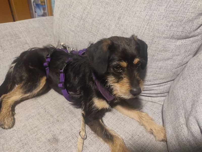 Ella, sanftes Wesen mit großem Herz