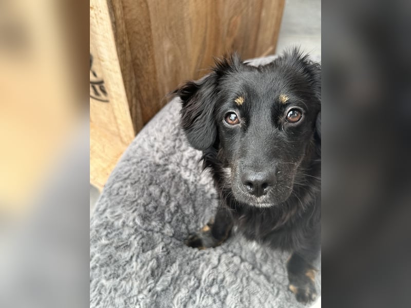 Pipa sucht ein liebevolles Zuhause