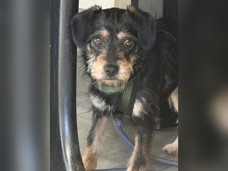 Ella, sanftes Wesen mit großem Herz