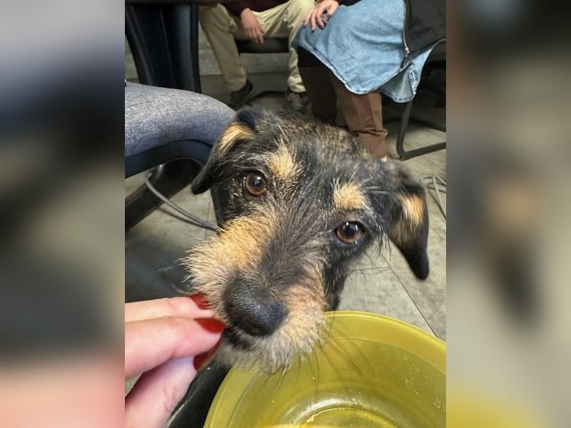 Ella, sanftes Wesen mit großem Herz