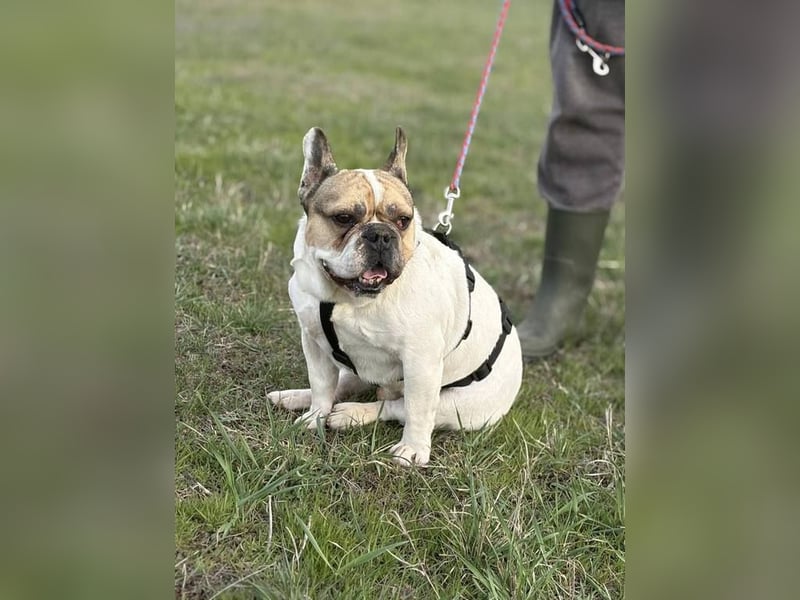 Csui, super freundlich mit viel Energie