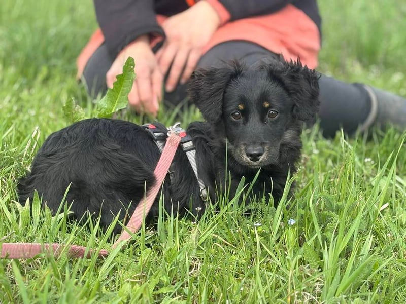 Pipa sucht ein liebevolles Zuhause