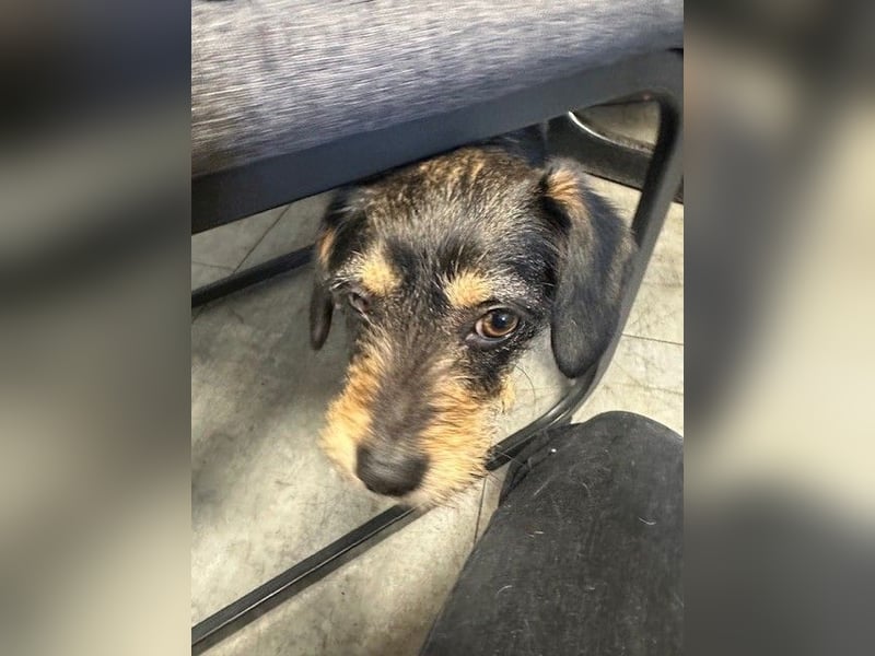 Ella, sanftes Wesen mit großem Herz