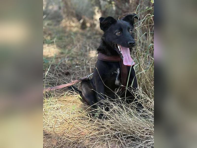 Süßer Fratz sucht liebevolle Familie