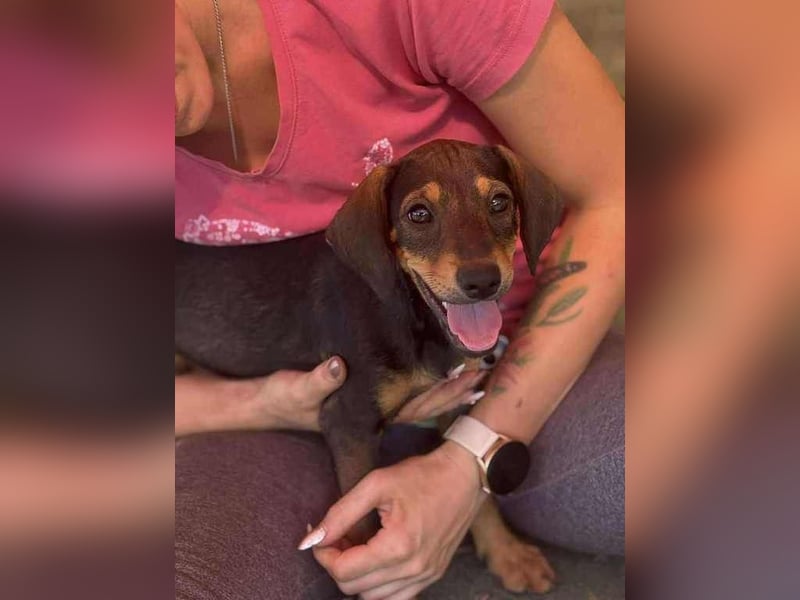 Shark - ein verspielter kleiner Sonnenschein