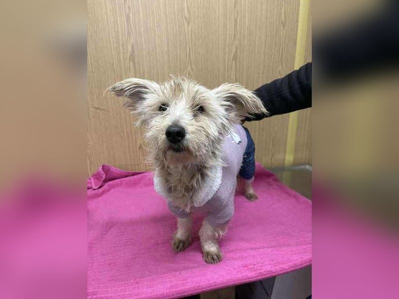 Molli, unsere kleine Prinzessin