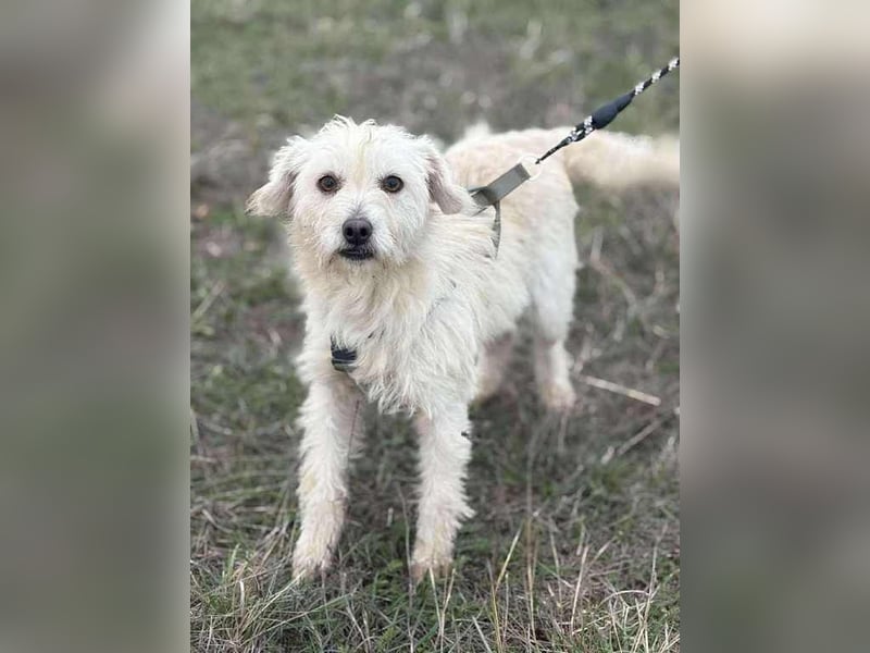 Hopihe, charmant und freundlich