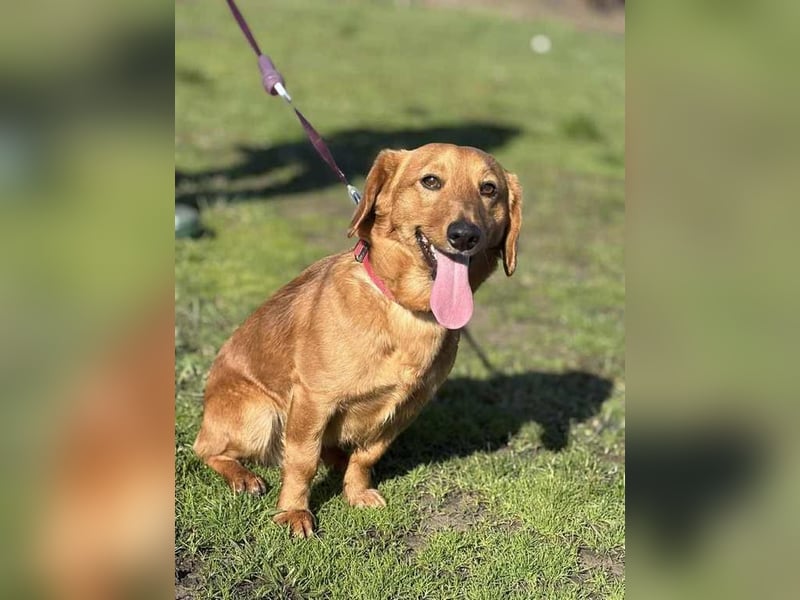 Doug, unser aktiver Dackel-Mix