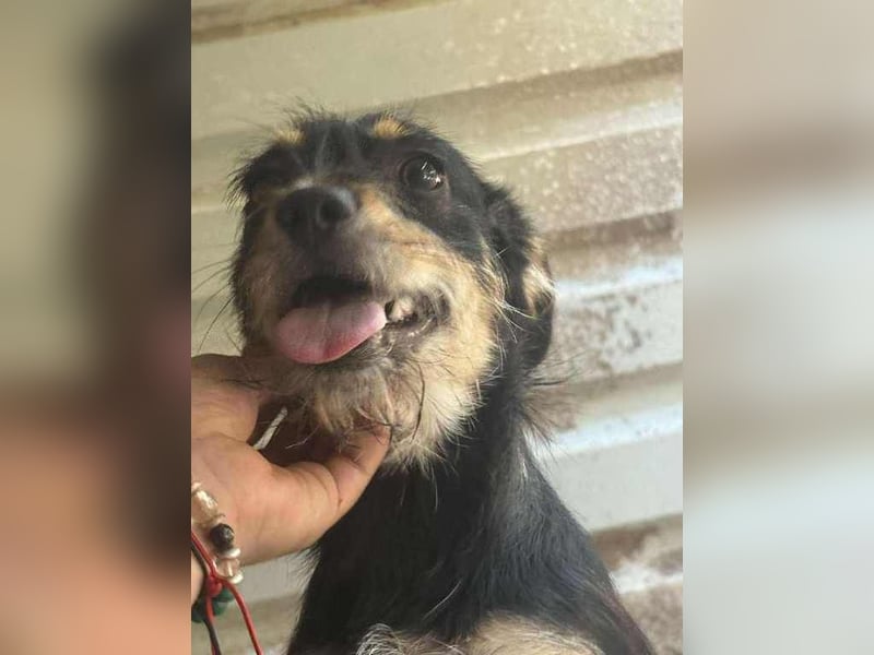 Ella, sanftes Wesen mit großem Herz