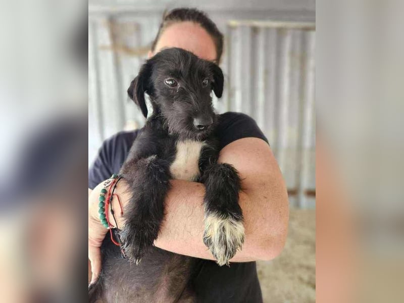 Pepper, neugierig auf das Leben