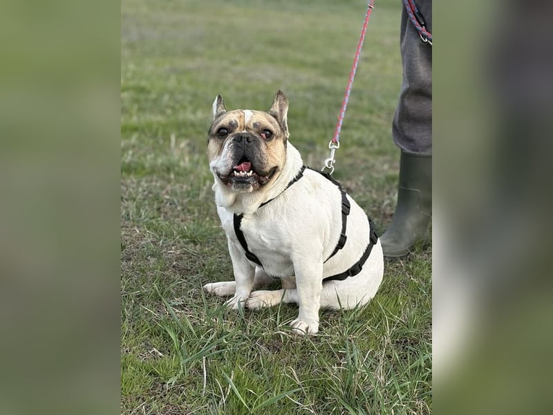 Csui, super freundlich mit viel Energie