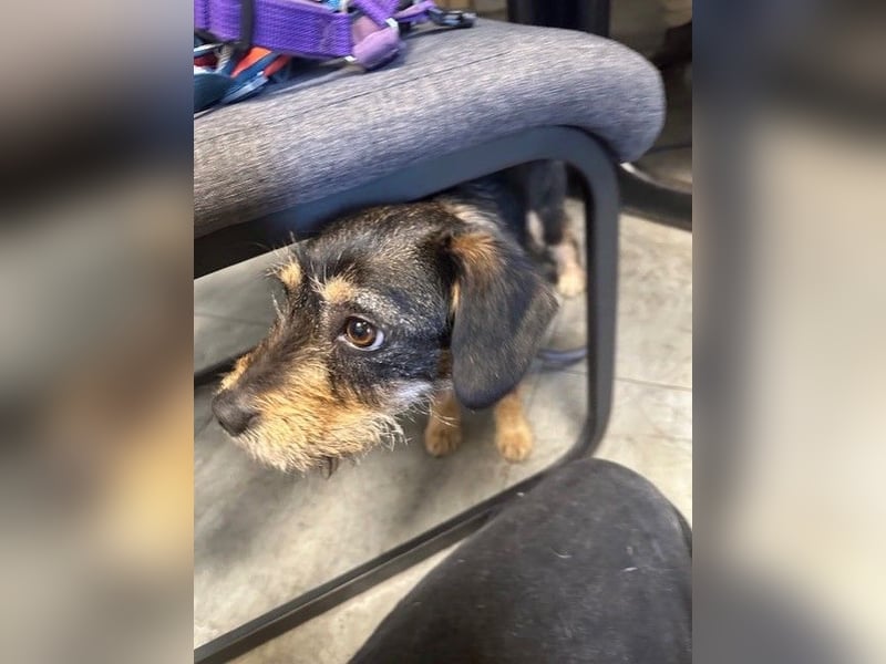 Ella, sanftes Wesen mit großem Herz