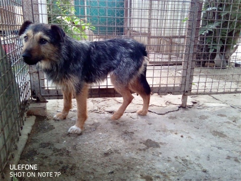 GYILKOS, für unsere ängstliche Maus suchen wir die Nadel im Heuhaufen