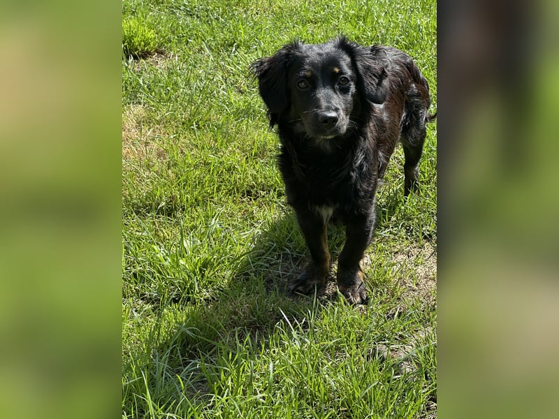 Pipa sucht ein liebevolles Zuhause