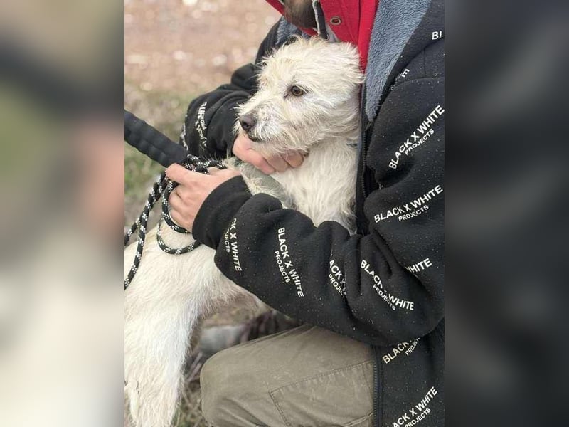 Hopihe, charmant und freundlich